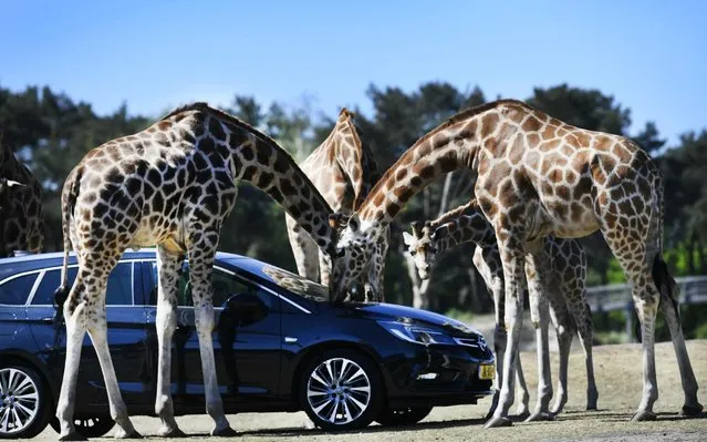 Giraffes approach a vehicle in Safaripark Beekse Bergen in Hilvarenbeek, The Netherlands, 15 May 2020, on the first day that the park is reopened to visitors. The zoos were closed at the beginning of the corona crisis and are now gradually reopening. (Photo by Piroschka van de Wouw/EPA/EFE)
