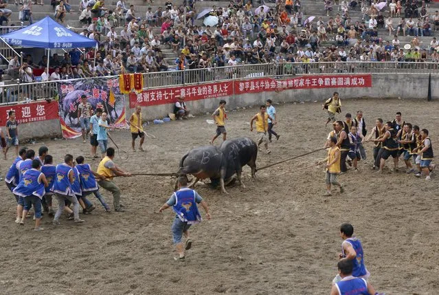 Participants pull two bulls away to break up their fight during an ethnic Dong traditional bullfighting contest in Rongjiang, Guizhou province, China, September 5, 2015. (Photo by Reuters/Stringer)