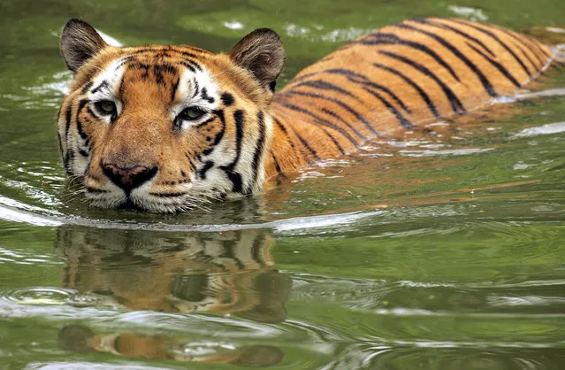 A Royal Bengal tiger swims in a pond at a zoo in New Delhi, September 14, 2006. (Photo by Kamal Kishore/Reuters)