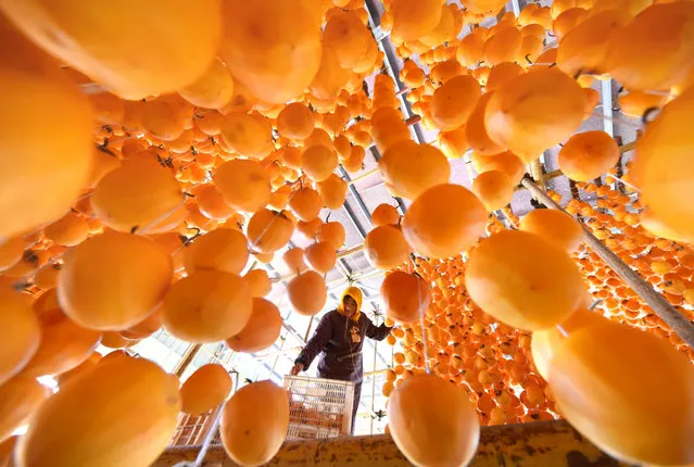 A farmer dries persimmons in Nanbaozhuang Village of Yiyuan County, east China's Shandong Province, October 24, 2017. With an growing area that covers more than 3,300 hectares, persimmons in the county have come into harvest season. Photo by Zhao Dongshan/Xinhua/Barcroft Images)