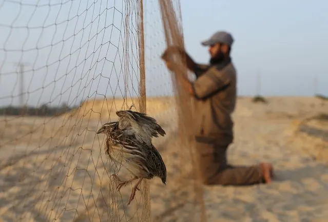 A quail is tangled in a net as a Palestinian takes out another after catching it on the beach of Khan Younis in the southern Gaza Strip September 14, 2015. (Photo by Ibraheem Abu Mustafa/Reuters)