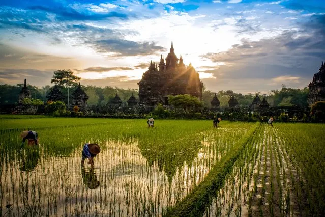 “Sunrise Plaosan Temple”. While in Indonesia shooting TV commercial one of our locations was this temple. Sun rose as the people worked in rice paddies. Photo location: Plaosan Temple, Yogyakarta, Indonesia. (Photo and caption by Bill Stipp/National Geographic Photo Contest)