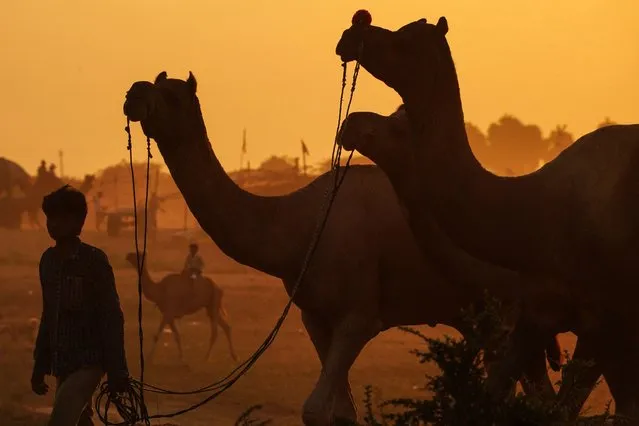 A camel herder leads his camels at the Pushkar Camel Fair in Pushkar, in the western state of Rajasthan on October 26, 2022. (Photo by Himanshu Sharma/AFP Photo)
