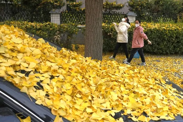 Residents wearing face masks to curb coronavirus spread, react to falling autumn leaves in Beijing, Tuesday, November 22, 2022. (Photo by Ng Han Guan/AP Photo)