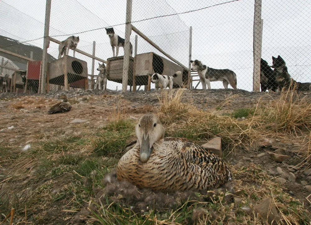 Arctic Dog Houses