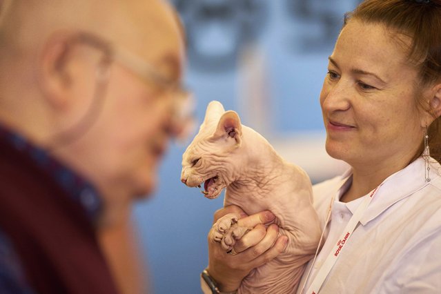 Bismarck the Sphinx cat hisses while being held by its owner Anastasia before a judge during an international feline beauty competition in Bucharest, Romania, Saturday, May 10, 2025. (Photo by Vadim Ghirda/AP Photo)