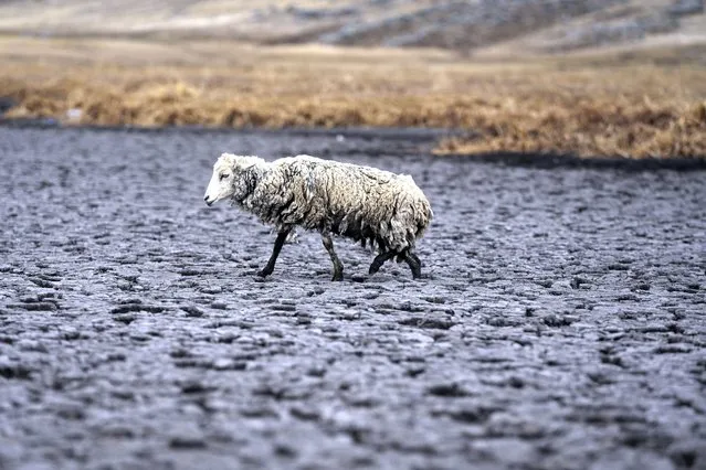 An emciated sheep walks on the dry bed of the Cconchaccota lagoon in the Apurimac region of Peru, Friday, November 25, 2022. The lagoon located at 4,100 meters above sea level has been a source of trout, fun for children eager to swim, beauty as flamingos flew from over the mountains and water for thirsty sheep. Nowadays, however, an ongoing drought has dried up the lagoon. (Photo by Guadalupe Pardo/AP Photo)