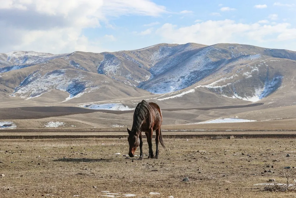 Animals in a Landscape