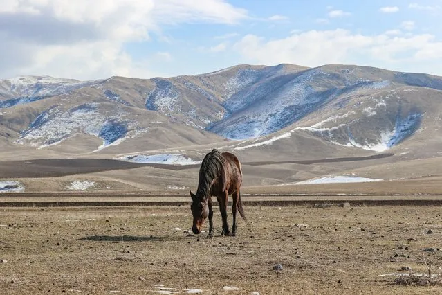 A horse grazes on the border with Kyrgyzstan in Kazakhstan's Zhambyl region on February 2, 2021. (Photo by Petr Trotsenko/Radio Free Europe/Radio Liberty)