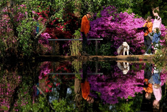 Visitors, together with spring growth and blossom, are reflected in a pond in Richmond Park in London, Britain on April 28, 2025. (Photo by Toby Melville/Reuters)