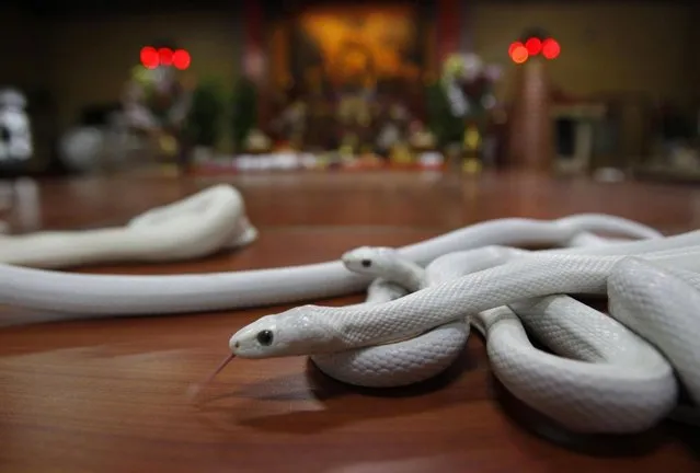 In this photo taken on Wednesday, January 9, 2013, ahead of the Chinese lunar new year of the Snake, following the Chinese zodiac, genetically modified, auspicious, white snakes slither across the altar at the Temple of White Snakes in Taoyuan county, in north western Taiwan. Director of the temple Mr. Lo Chin-shih says the new year of the snake would be a time of steady progress, in contrast to the more turbulent nature of the outgoing year of the dragon. The Chinese new year fall on February 10. (Photo by Wally Santana/AP Photo)