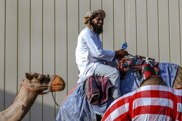 Camel herders take a shortcut with their caravan of camels back to the farm on a dirt road under a highway at Al Wathba area in Abu Dhabi on June 10, 2025. (Photo by Victor Besa/The National)