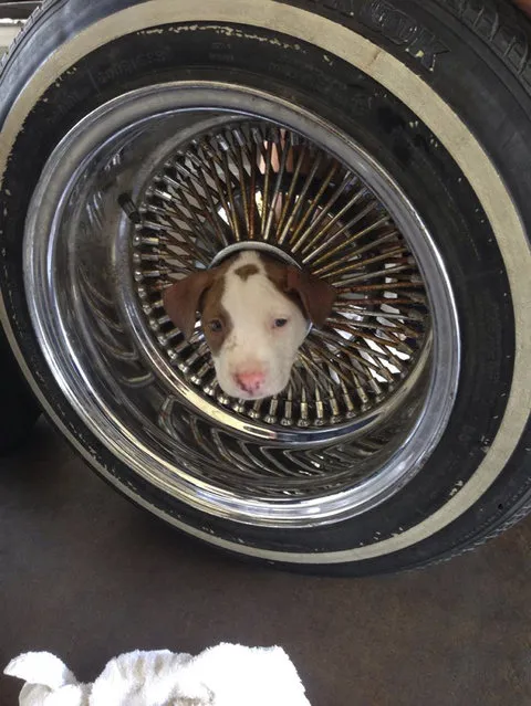 A puppy is shown with his head stuck in the middle of a car tire rim in East Bakerfield, California, June 20, 2014. The wheel and puppy were brought into the fire station by a local resident. Fire fighters used vegetable oil to free the puppy, who was otherwise unhurt. (Photo by James C. Dowell/Reuters/Kern County Fire Department)