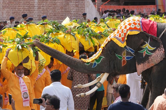 An elephant tries to eat leaves during a religious procession called Jal Yatra, ahead of the annual Rath Yatra, or chariot procession of Hindu god Lord Jagannath, in Ahmedabad, India, Wednesday, June 11, 2025. (Photo by Ajit Solanki/AP Photo)