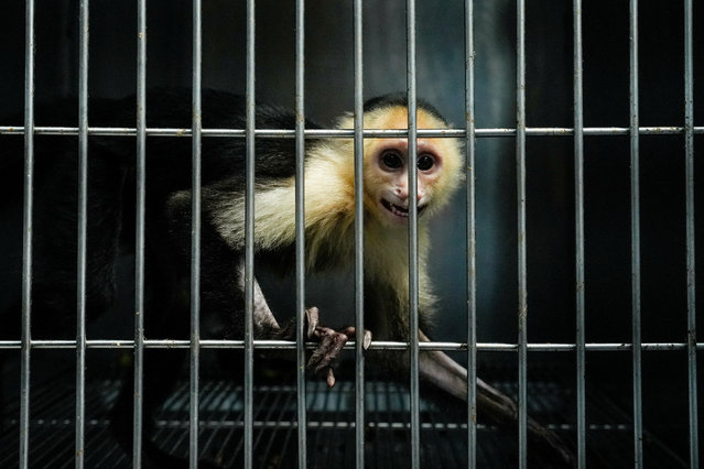 A white-faced capuchin monkey rescued from animal trafficking stands in a cage, as medical teams prepare him for his future release into the wild, at a wildlife veterinary hospital, in Panama City, Panama, on August 13, 2025. (Photo by Enea Lebrun/Reuters)
