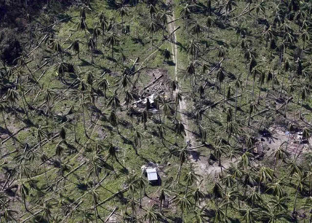 An aerial view of toppled coconut trees by a remote village in Dolores, Eastern Samar, central Philippines, December 9, 2014. (Photo by Erik De Castro/Reuters)