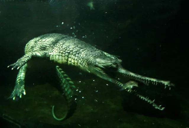 An Indian gharial crocodile eats a fish in a pool at closed Prague Zoo amid coronavirus disease (COVID-19) restrictions in Prague, Czech Republic, November 10, 2020. The zoo offers meal vouchers for people to contribute to feed its animals as a part of a fundraising project during lockdown. (Photo by David W. Cerny/Reuters)