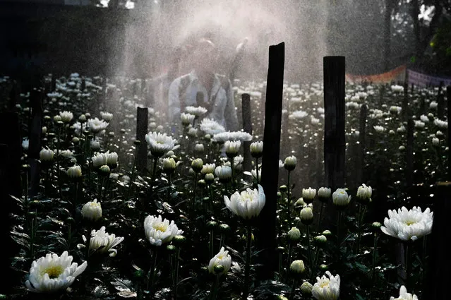 Horticulture farmers work on seasonal flower plants to meet the high demand ahead of the Hindu religious festival Diwali in the East Midnapore district, some 90 km west of Kolkata on November 8, 2020. (Photo by Dibyangshu Sarkar/AFP Photo)