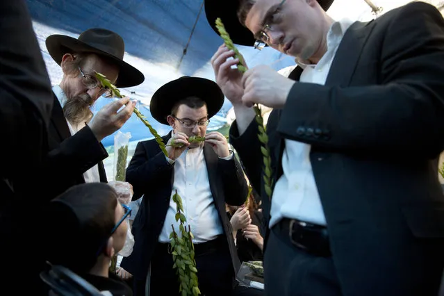 Ultra-Orthodox Jewish men check a branch to see if is ritually acceptable as one of the four items used as a symbol on the Jewish holiday of Sukkot, in Jerusalem, Sunday, October 16, 2016. According to Jewish tradition, during the Sukkot holiday, known as the Feast of the Tabernacles, Jews are commanded to bind together a palm frond, or “lulav”, with two other branches, along with an “etrog”, they make up the “four species” used in holiday rituals. (Photo by Sebastian Scheiner/AP Photo)