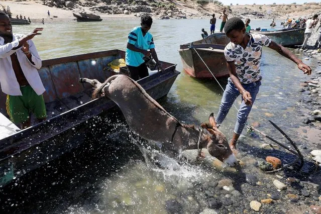 A donkey jumps off a boat after crossing a river from Ethiopia to Sudan, near the Hamdeyat refugees transit camp, which houses Ethiopian refugees fleeing the fighting in the Tigray region, on the Sudan-Ethiopia border, Sudan, November 30, 2020. (Photo by Baz Ratner/Reuters)