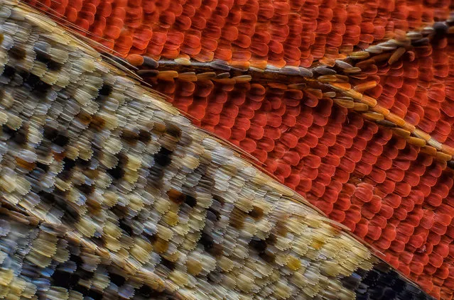 11th Place: Scales of a butterfly wing underside (Vanessa atalanta). (Photo by Francis Sneyers/Nikon's Small World 2016)