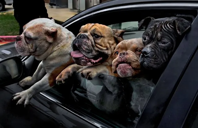 Four excited pooches wait anxiously in a car at the Montgomery County Animal Services and Adoption Center in Gaithersburg, Md. on April 15, 2018, as their owner signed them up for free rabies vaccinations. The clinic vaccinated more than 200 cats and dogs during the two-hour event. (Photo by Michael S. Williamson/The Washington Post)