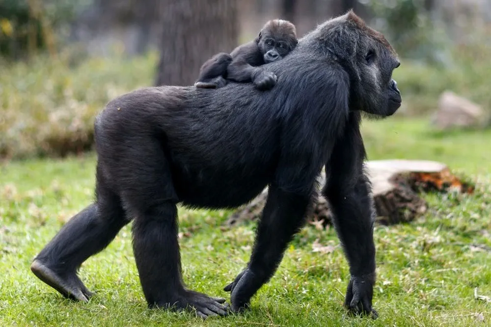 Animal Moms on Mother's Day