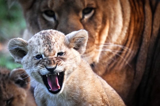 One of the three months-old West African lion cubs stands in its enclosure at Cerza Zoo, in Lisieux, northwestern France, on October 17, 2025. Three West African lionesses were born in August 2025 at Cerza Zoo, as part of the European Endangered Species Programmes (EEP). In the wild, there are believed to be only 1,700 North African lions left. The IUCN - International Union for Conservation of Nature - had already placed African lions at the “Vulnerable” level on the Red List of Endangered Species in 2004, and revised the situation in 2015 for West African lions, distinguishing them with a special category to classify them as “critically endangered”. (Photo by Lou Benoist/AFP Photo)