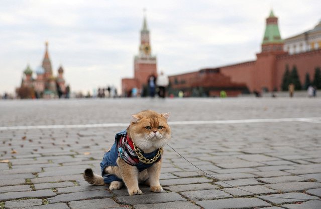 Idol the cat, a six-year-old British Golden Chinchilla, sits on the cobblestone pavement of Red Square while out for a walk with his owner Stanislav in central Moscow, Russia, on October 23, 2025. (Photo by Ramil Sitdikov/Reuters)