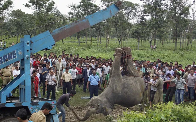 A crane removes the carcass of a female elephant near a railway track at Banarhat village, in the eastern Indian state of West Bengal, on May 30, 2013. Two adult female elephants and one calf died on Thursday after they were hit by a passenger train while crossing a railway track, forest officials said. (Photo by Reuters/Stringer) 