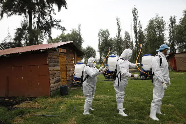 Workers assist each other to holster their sprayers after applying a disinfectant solution on a chinampa, one of the traditional agricultural islands in the Xochimilco district of Mexico City, during a media tour of the borough's sanitation efforts against the new coronavirus, Thursday, May 7, 2020. Health authorities concede that the real number of COVID-19 infections in the densely populated capital is many times higher than the official count, and authorities and experts agree that the worst is yet to come. (Photo by Rebecca Blackwell/AP Photo)