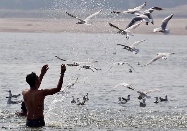 A boy throws water at the flying seagulls in the river Yamuna in Allahabad, India, October 31, 2016. (Photo by Jitendra Prakash/Reuters)