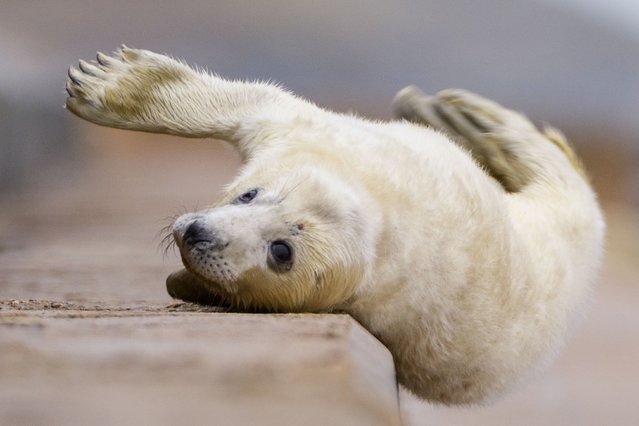 A young seal has its sleep ruined by falling off a step on the beach early December 2025. The seal, which is less than a week old, raised one of its paws to scratch its face, causing it to go off balance and fall down a step. (Photo by Simon Jenkins/Solent News & Photo Agency)