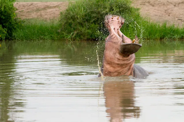 “Angry Hippo”. This was taking on a safari on private reserve in South Africa called Timbavati. (Photo and caption by Joey Senft/National Geographic Traveler Photo Contest)
