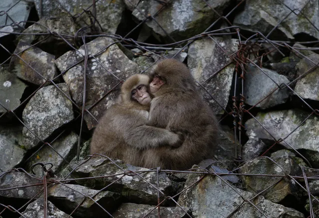 Japanese macaques (or so called Snow Monkeys) hold each other while sitting on rocks near a hot spring at a valley in Yamanouchi town, Nagano prefecture, Japan, November 30, 2015. (Photo by Yuya Shino/Reuters)