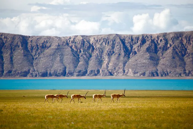 “Tibetan antelope”. A group of Tibetan antelopes were travelling along a huge lake. (Photo and caption by Yunke Li/National Geographic Traveler Photo Contest)