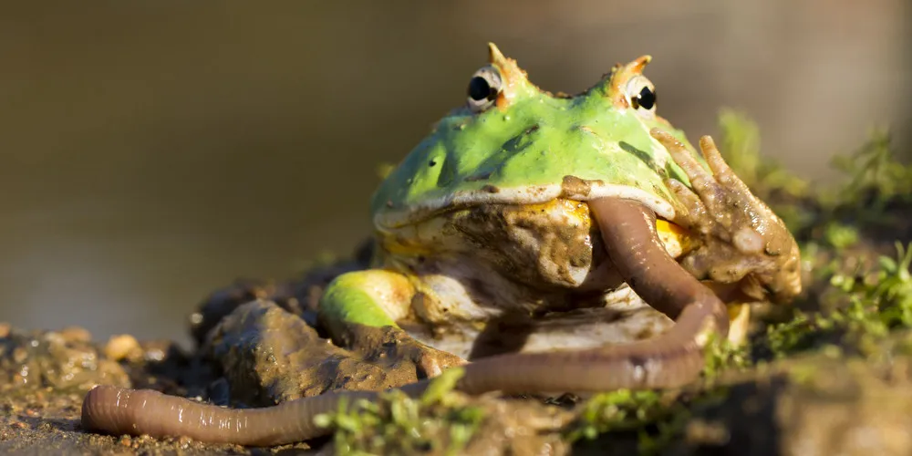 Simply Some Photos: Frogs