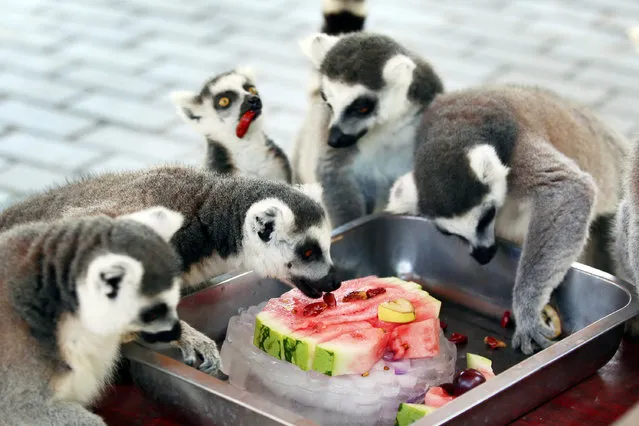Ring-tailed lemurs eat a slice of watermelon on ice during the hot weather in a zoo in Changzhou, Jiangsu province, China July 18, 2018. (Photo by Reuters/China Stringer Network)