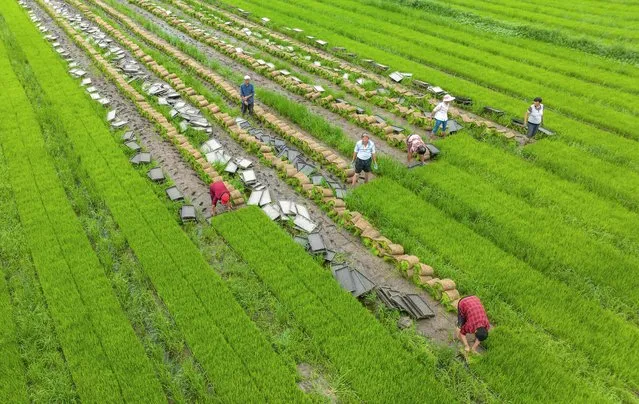 This aerial photo taken on June 27, 2023 shows farmers working at a rice field in Haian, in China's eastern Jiangsu province. (Photo by AFP Photo/China Stringer Network)