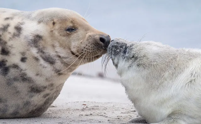 A female Grey Seal gets close to her pup on a beach on the north Sea island of Helgoland, Germany, on December 14, 2016. As the mating season starts after female Grey Seals give birth, males usually compete by shows of strength against other males. Hundreds of Grey Seals use the island to give birth to their pups, usually between the months of November and January. The pups, after 3 weeks of nursing, are then left to fend for themselves.  This year has seen a record number of new pups, with 320 births recorded up to December 14. (Photo by John MacDougall/AFP Photo)