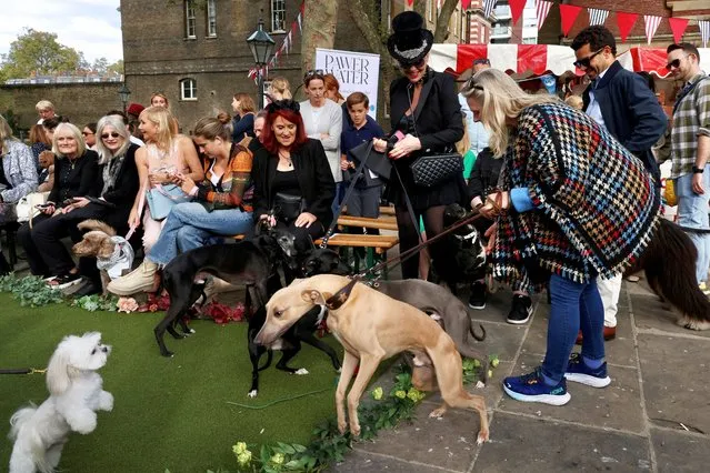 Dogs and humans greet each other at Strutz, a canine charity fashion show in aid of The Cinnamon Trust, which cares for elderly people and their pets, in Chelsea, London, Britain on September 30, 2023. (Photo by Kevin Coombs/Reuters)