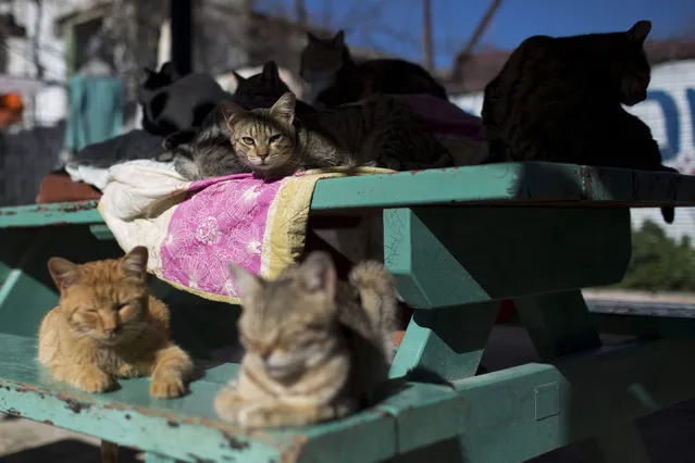 Street cats rest in the shelter house for feral cats at the SPCA (Society for Prevention of Cruelty to Animals) in Jerusalem, Israel, 06 January 2016. (Photo by Abir Sultan/EPA)