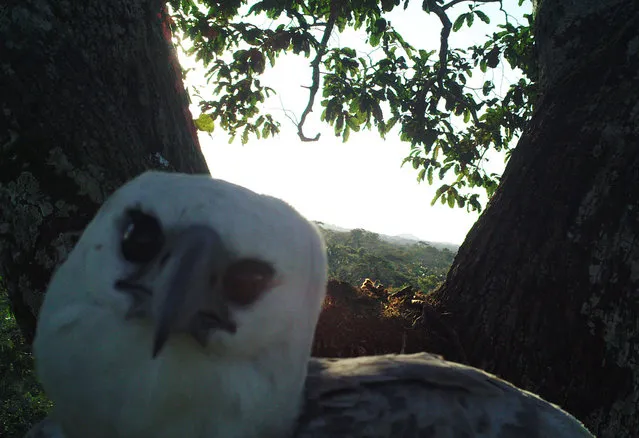 This handout photograph released by Everton Miranda on June 30, 2021, shows a Harpy Eagle on a nest in the southern Amazon, Brazil. They are among the world's largest and most powerful birds, but harpy eagles living in deforested areas of their “last stronghold” in the Amazon are struggling to feed their young as their habitat is destroyed, researchers warned on June 30, 2021. (Photo by Everton Miranda/AFP Photo)