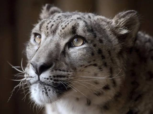 Undated photo issued Friday November 30, 2018, by Dudley Zoological Gardens, showing snow leopard named Margaash which was euthanised after escaping from its enclosure at Dudley Zoo, in Dudley England. The eight-year-old animal escaped from its enclosure on Oct. 23, 2018, and was shot because the vet did not believe a tranquillizer dart was a safe option. (Photo by Dudley Zoological Gardens via AP Photo)