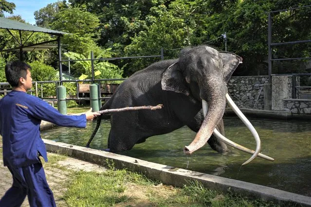 A Thai mahout attends to Asian elephant Sak Surin gifted by the Thai Royal family and named Muthu Raja, or pearly king in Sri Lanka, stands in a pond at the national zoological garden in Colombo, Sri Lanka, Friday, June 30, 2023. Sak Surin, or the honor of the Thai province of Surin, spends its last hours in Sri Lanka its adopted home, awaiting to be airlifted back to its country of birth after alleged abuse. (Photo by Eranga Jayawardena/AP Photo)