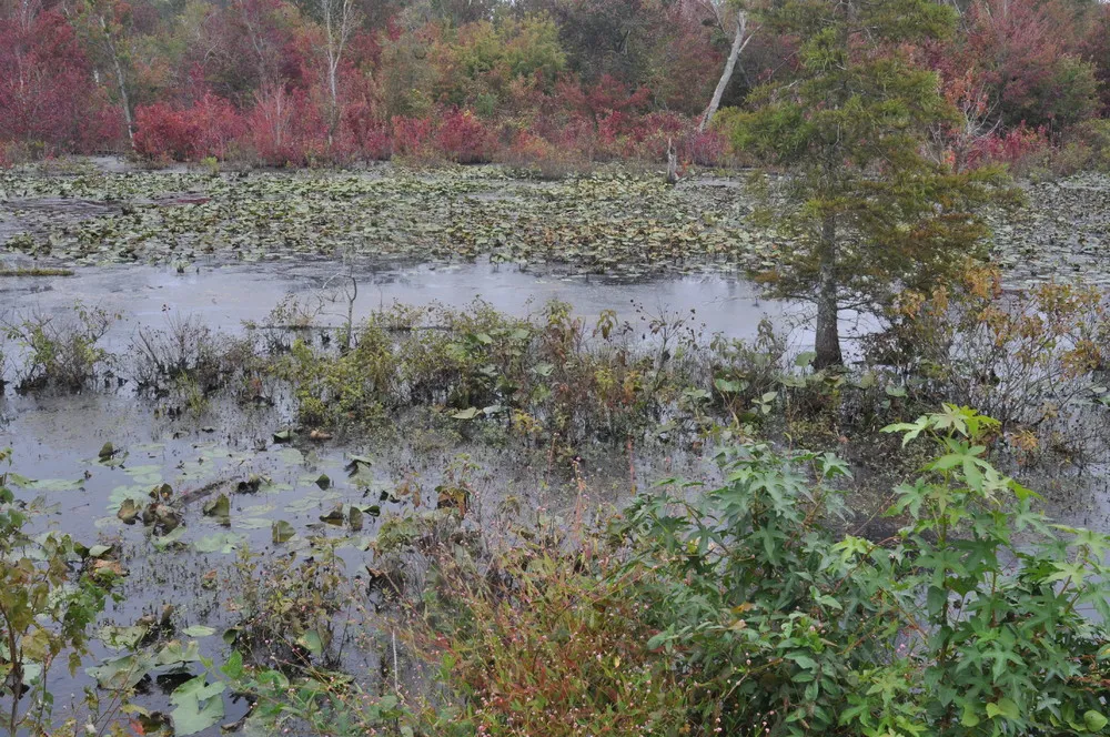 The Great Dismal Swamp