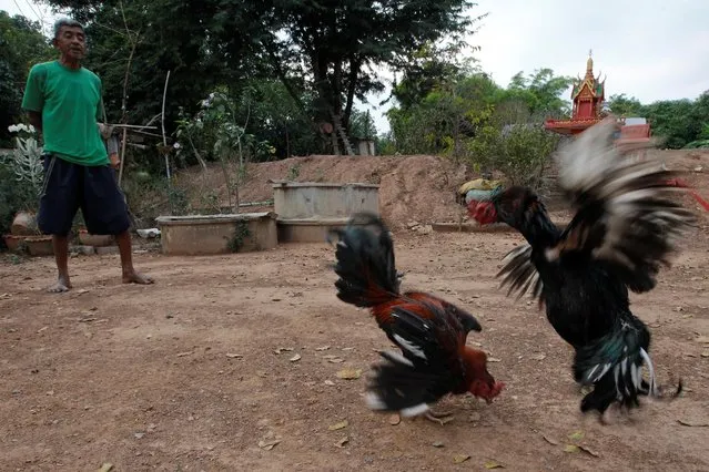 A villager trains two cocks for a fight, at his house in Nakhon Sawan province, Thailand January 10, 2017. (Photo by Chaiwat Subprasom/Reuters)