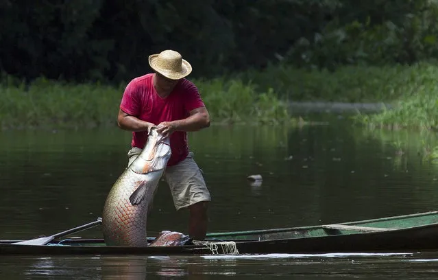 Villager Edson de Souza from the Rumao Island community pulls into his canoe an arapaima or pirarucu, the largest freshwater fish species in South America and one of the largest in the world, while fishing in a branch of the Solimoes river, one of the main tributaries of the Amazon, in the Mamiraua nature reserve near Fonte Boa about 600 km (373 miles) west of Manaus, November 24, 2013. (Photo by Bruno Kelly/Reuters)