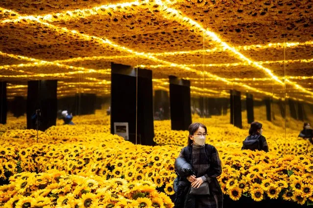 People visit the sunflowers installation, which is a part of the immersive exhibition “Van Gogh Alive” featuring large scale of Van Gogh artworks, produced by Grande Experiences during a media event in Tokyo on January 11, 2024. (Photo by Philip Fong/AFP Photo)