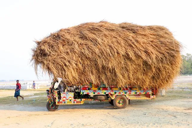 Drivers carry paddy straw in small trucks in Kazipur Upazila, Sirajganj District, Bangladesh on November 22, 2023. Paddy straw is a by-product for farmers and they sell it to wholesalers at $5 to $7 per 100 kg. The straw is then sold by the wholesalers for between $8 - $10. Farmers use hay as food and bedding for their livestock. Straw is used for various other purposes including house canopies and a form of biofuel. (Photo by Syed Mahabubul Kader/ZUMA Press Wire/Rex Features/Shutterstock)